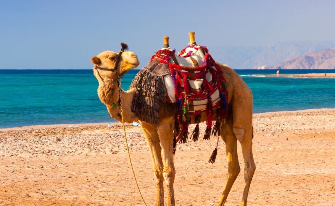 Egypt Trip 10 days: Cairo, Nile Cruise, and Hurghada (Red Sea)