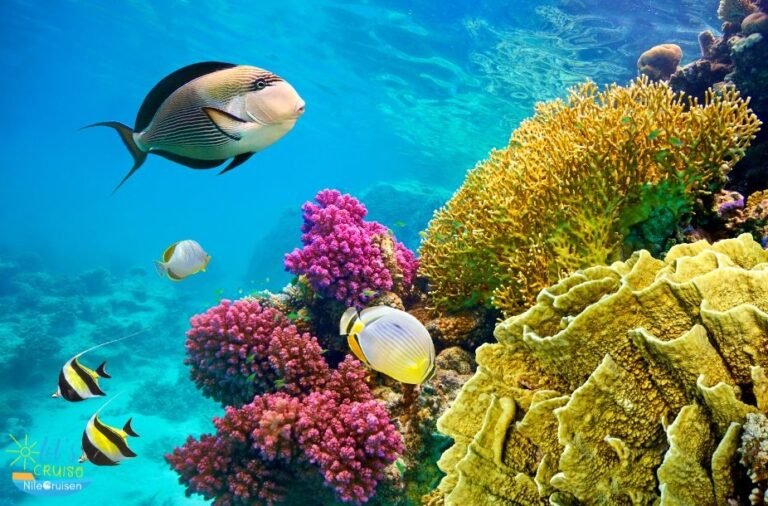 Red sea packages in Egypt with the best deal