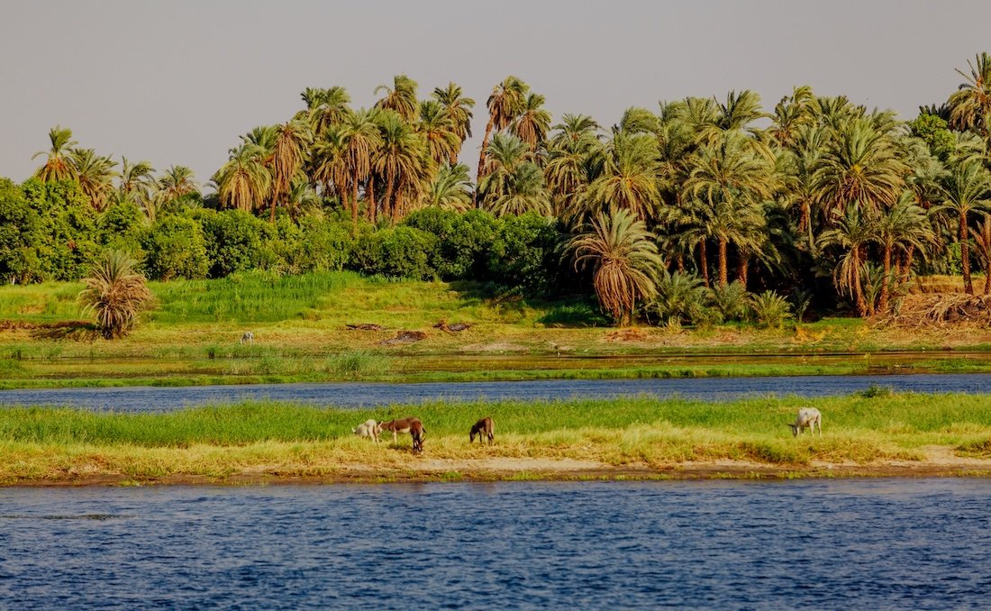 Wildlife in the Nile River including crocodiles, birds, and fish seen during an Egypt travel experience
