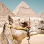 Tourists exploring the Giza Pyramids with a professional Egypt tour operator