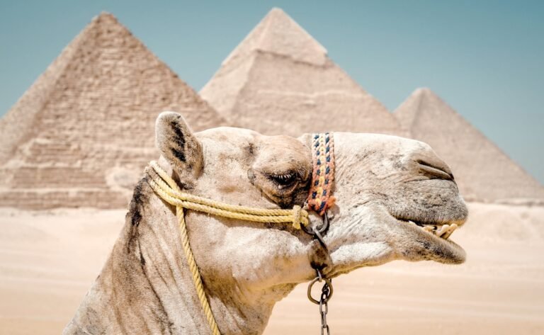 Tourists exploring the Giza Pyramids with a professional Egypt tour operator