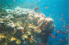 Is Ras Mohammed Worth Visiting?