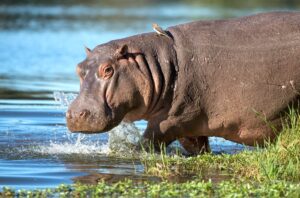 What animals live in the Nile River?
