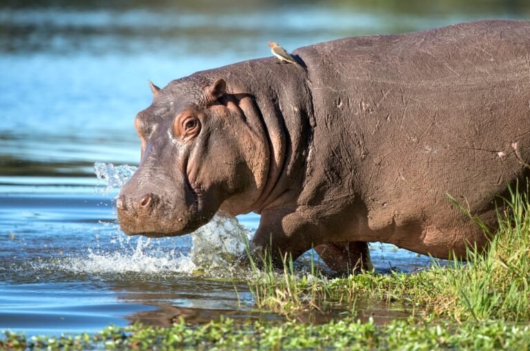 A hippopotamus on the Nile River in Egypt with other animals around it during a beautiful Nile boat tour