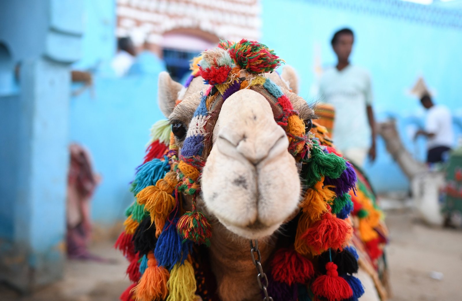 Happy guest riding a camel in Nubian Village during an Egypt tour with Nile Cruisen